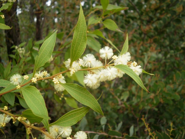 Acacia urophylla (Pointed Leaved Acacia)